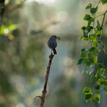 Alojamento de Turismo Rural Dom W Trawie *
