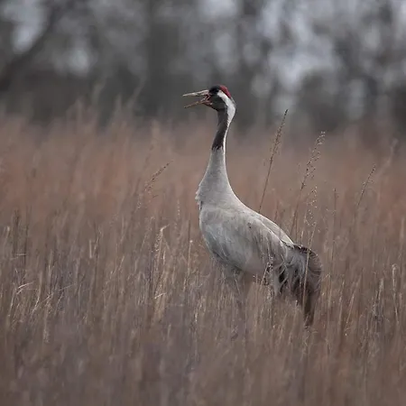 Alojamento de Turismo Rural Dom W Trawie