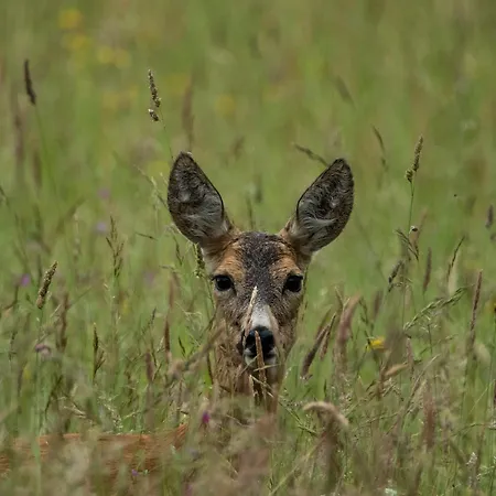 Dom W Trawie Alojamento de Turismo Rural *