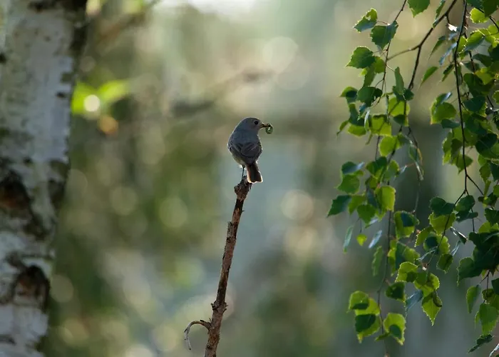 Çiftlik konaklama Dom W Trawie *