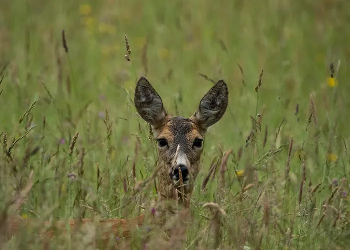 Dom W Trawie Çiftlik konaklama *